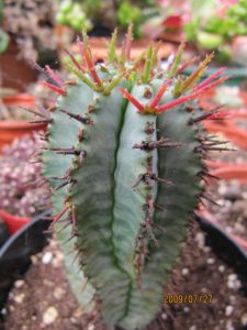 A close up of a cactus-like shrub, the exterior is firm and green, out of it grows many dark red spikes