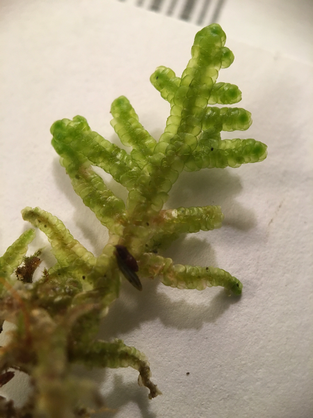 A stem with bulbous, almost shiny leafy liverworth, there are many branches growing off a cylindrical stem